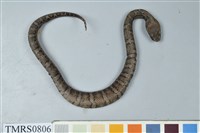 藏品(菊池氏龜殼花)的圖片